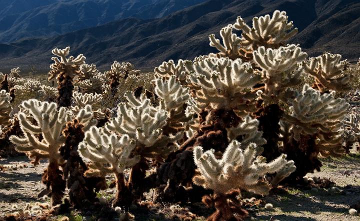 Cactus garden 1290.jpg - Copyright 2010 DonJacobson